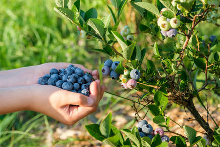 Handful of fresh ripe organic blueberries, close-up blueberry bush and hand. Harvest season conceptの写真素材