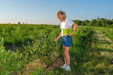 Farmers young daughter harvests blueberries from a bush on an organic farm. Family business concept.の写真素材