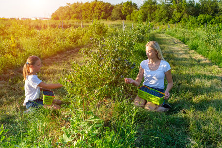 Young mother with her daughter picking blueberries on organic farm. Family business concept.の写真素材