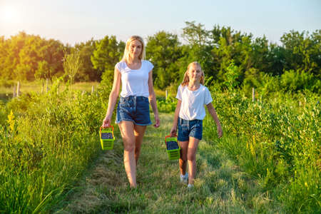 Young mother with her daughter picking blueberries on organic farm. Family business concept.の写真素材