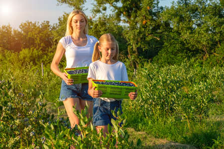 Young mother with her daughter picking blueberries on organic farm. Family business concept.の写真素材
