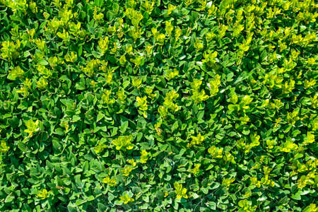 Beautiful plant leaves background with bright colors with copy space, top viewの写真素材