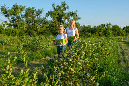 Young mother with her daughter picking blueberries on organic farm. Family business concept.の写真素材