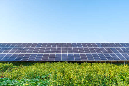 Row of solar panels on a solar farm under a blue sky in a backyard vegetable garden. Solar power plant, an ecological alternative source of electricity, front viewの写真素材