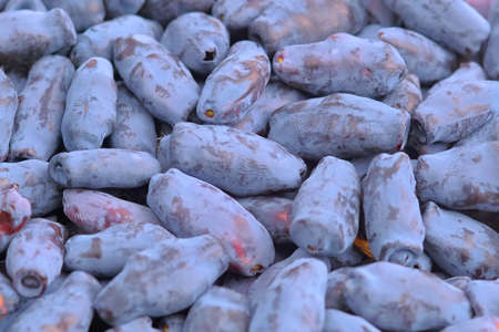 Fresh raw Blue honeysuckle known also as Honeyberry, Blue-berry honeysuckle, Sweetberry honeysuckle and Haskap berryの写真素材