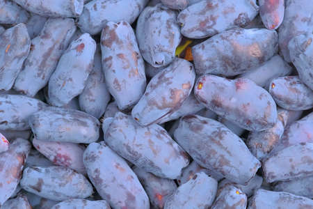 Fresh raw Blue honeysuckle known also as Honeyberry, Blue-berry honeysuckle, Sweetberry honeysuckle and Haskap berryの写真素材