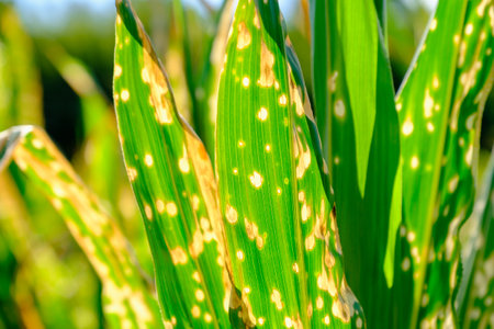 Close up corn leaves wilting and dead after wrong applying herbicide in cornfield. Damage to agribusiness, insured event, reason for indemnification events. Abuse of pesticide use in agricultureの写真素材