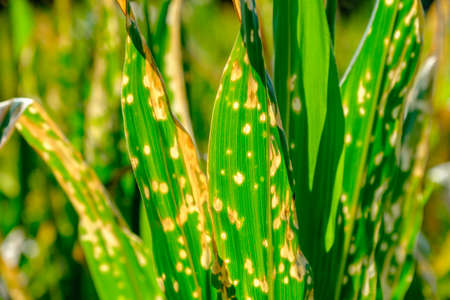 Soft focus of green leaves with yellow stains left by toxic herbicide on sunny summer day on agricultural fieldの写真素材