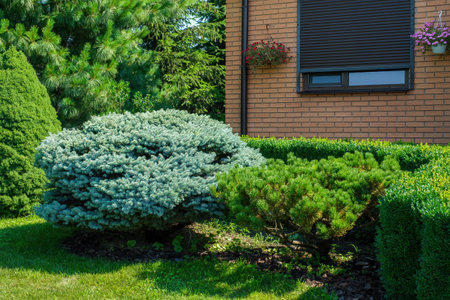Beautifully trimmed bushes in front of the villa and flowers on the wall. Landscape design, beautiful backyard garden. High quality photoの写真素材