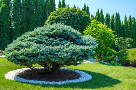 Beautifully trimmed tree on the lawn in the yard on a sunny day. Landscaping, high-quality photosの写真素材