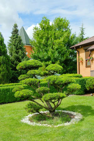 Bright green bonsai tree growing on grassy lawn near residential house surrounded by lush vegetation against cloudy blue sky in countrysideの写真素材