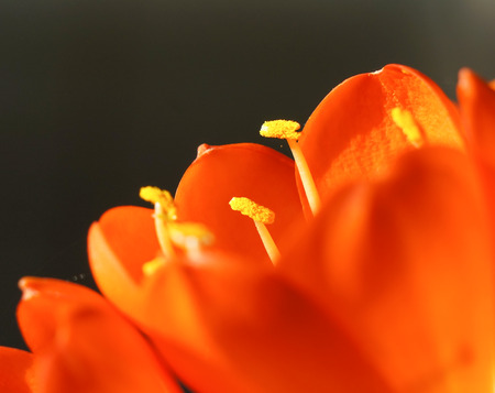 The kaffir lily is very special taken for the people who apply to desktop wallpaper of laptop or mobile phone.の写真素材