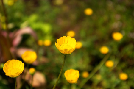 Flower of Kimpoge, Creeping buttercup or Ranunculus repens