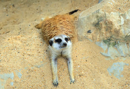 Suricata suricattaの写真素材