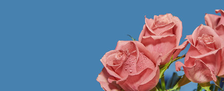Pink roses with drops of dew on a blue background, a place to copy. Banner. The concept of Valentines Dayの写真素材