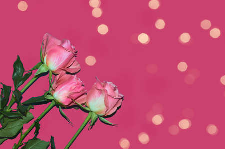Pink roses on a pink background, a place to copy. Flat lay. The concept of Valentines Dayの写真素材