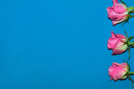 Pink roses on a blue background, a place to copy. Flat lay. The concept of Valentines Day