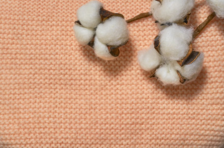 Flower, a sprig of cotton on a knitted beige background. View from above, flat lay, place to copy. Close-up.の写真素材