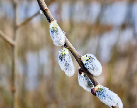 Spring background of nature. A willow branch with white fluffy catkins. The symbol of Easter. Close-up, copy space.の写真素材