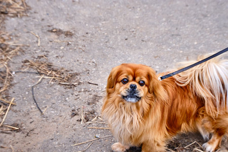 A small red dog on a leash looks at the camera. In the background is asphalt. close-up. A place to...