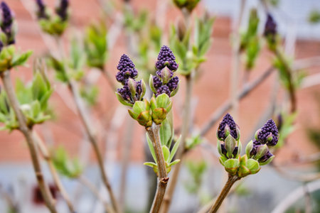 The first leaves and swollen lilac buds in the spring. Lilac buds open in early spring. A natural background. Blurred background. Close-up, horizontal background.の写真素材