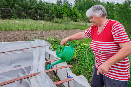 An elderly woman works in the garden, watering plants. High quality photoの写真素材