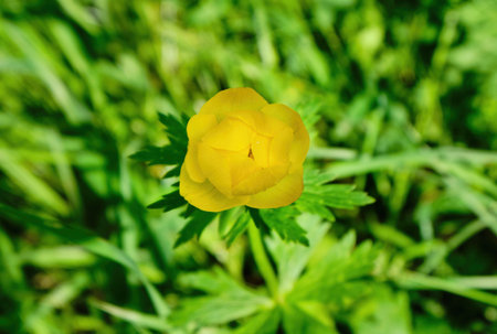Globeflowers blooms in the meadow. Yellow flowers in green grass in the forest close-up, selective...
