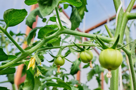 Green immature tomatoes hang on branches in the greenhouse. Plantation of green tomatoes. Organic farming. High quality photoの写真素材