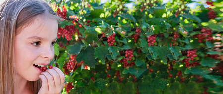 A happy girl, a child holds a red currant in her hand and eats red berry in the garden on a sunny day against the background of a red currant bush. Banner. High quality photoの写真素材