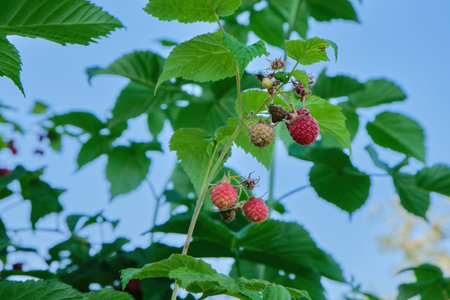 Ripe raspberries on a branch, on a bush in the garden close-up against the background of green...