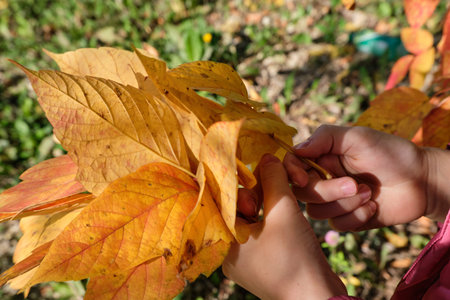 A childs hands hold fallen yellow and orange maple leaves in the park on a sunny day. Close-up....