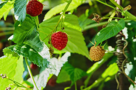 Ripe raspberries on a branch, on a bush in the garden close-up against the background of green foliage. Red berries on a green background. High quality photoの写真素材