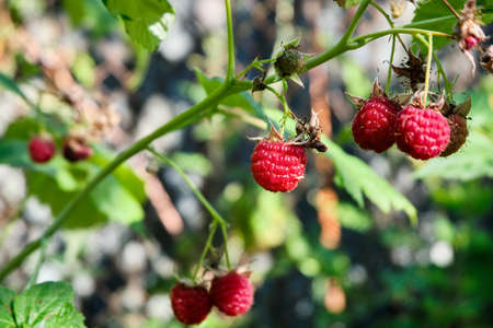 Ripe raspberries on a branch, on a bush in the garden close-up against the background of green foliage. Red berries on a green background. High quality photoの写真素材