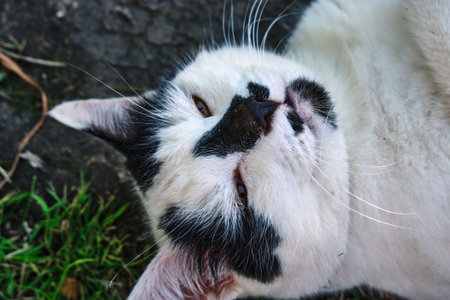 Portrait of one black and white stray cat lying on the ground outdoor in the summer and looking into...