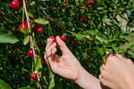 A womans hand picks ripe red cherry berries from a branch. Cherry harvesting. The concept of organic healthy food.の写真素材
