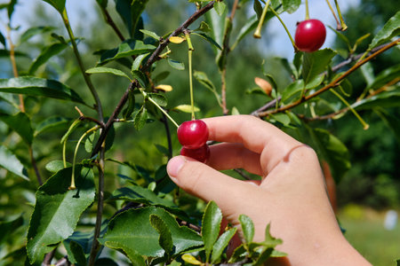A womans hand picks ripe red cherry berries from a branch. Cherry harvesting. The concept of organic healthy food.の写真素材