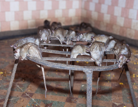 rat temple, Karni mata temple, Deshnoke, Indiaのeditorial素材