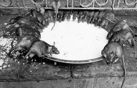 rat temple, Karni mata temple, Deshnoke, Indiaのeditorial素材