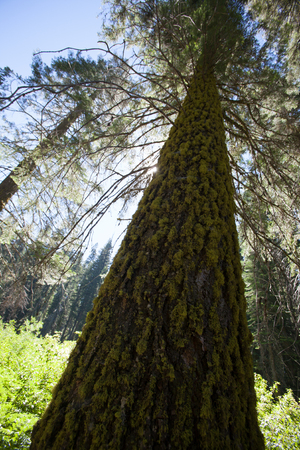 A tree in Sequoia National Park, Californiaのeditorial素材