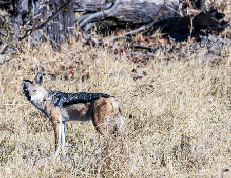 Ngorongoro Natoional Park, a jackal on alert, Tanzaniaの写真素材