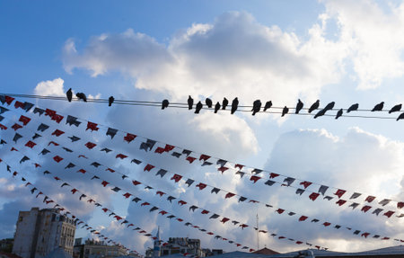 Birds hanging on a wire, Istambul