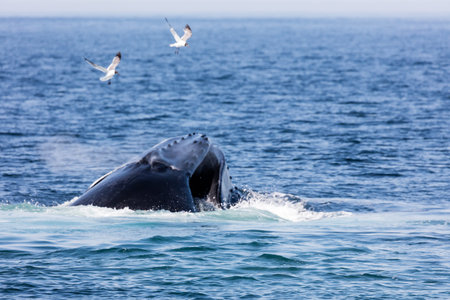 Whale in Cape Cod, Massachussetts, United Statesの写真素材