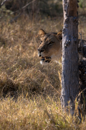 Lioness, Chobe national park reserve, Botswanaの写真素材