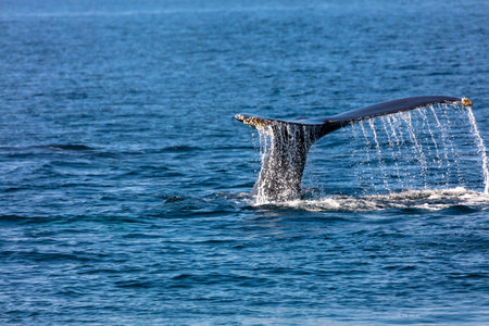 Whale in Cape Cod, Massachussetts, United States