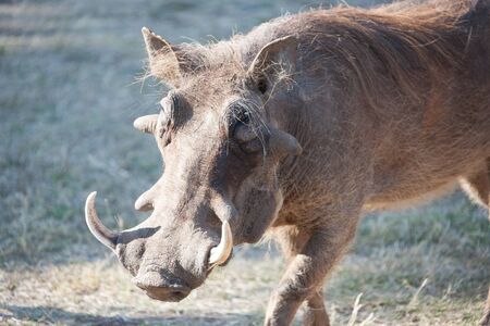 Phacochoerus or warthog in Victoria Falls park,  Zambiaの写真素材