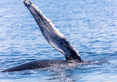 Whale in Cape Cod, Massachussetts, United States