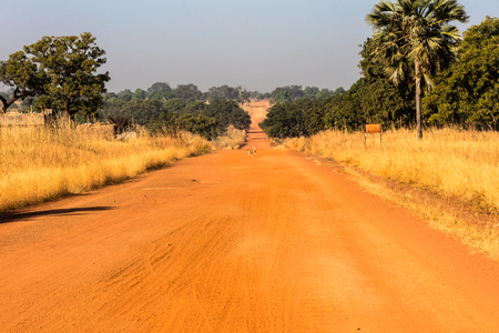 Dog crossing a red road in Burkina Fasoの写真素材