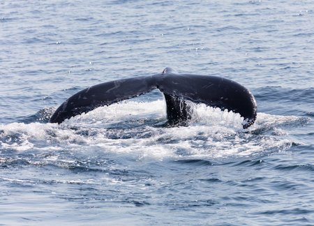 Whale in Cape Cod, Massachussetts, United States
