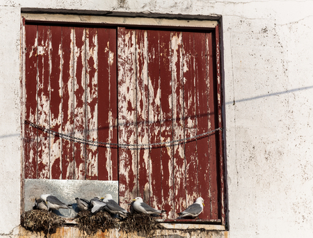 Some gulls on a nest in Norwayの写真素材