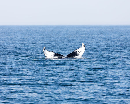 Whale in Provincetown, Cape Cod, Massachussetts, United States